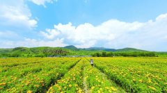 澳门太阳城赌场_澳门太阳城网址_澳门太阳城网站_ 原标题：承德种植万寿菊 致